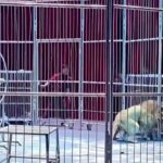 EN VIDEO | El angustiante momento en que dos leones se escaparon en plena función de circo