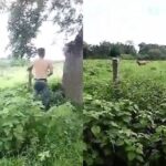 EN VIDEO | Intentaron tomar posesión de una finca disparando a las reses para amedrentar a los dueños y trabajadores