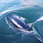 EN IMÁGENES: Bañistas cortan en trozos a gigantesco atún muerto que apareció en una playa de España