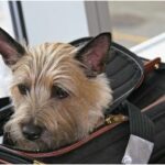 Las autoridades modificaron, recientemente, los requisitos para viajar e ingresar con perros a los Estados Unidos.  