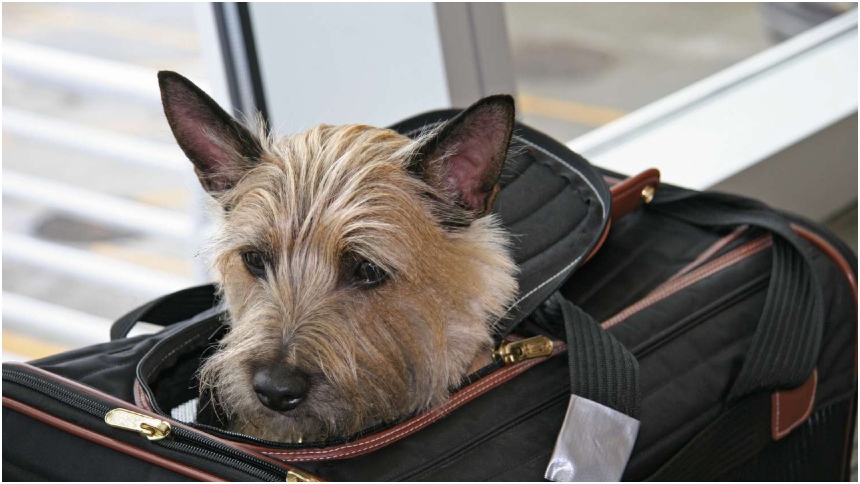 Las autoridades modificaron, recientemente, los requisitos para viajar e ingresar con perros a los Estados Unidos.  