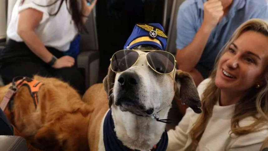 Aerolínea diseñada para perros operará en Chicago, en una experiencia que ya se vive en otras ciudades de EEUU.